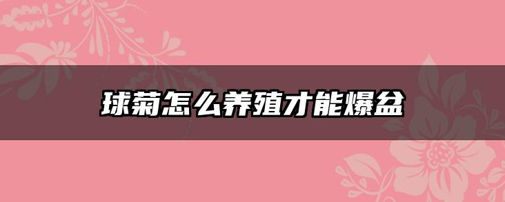 球菊怎么养殖才能爆盆