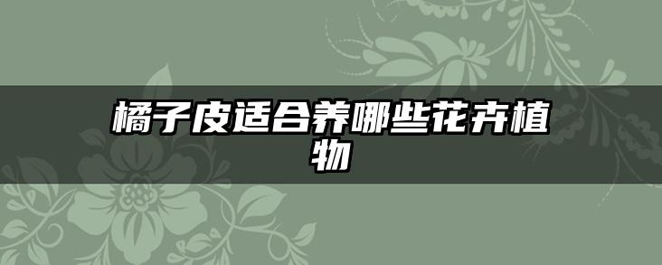 橘子皮适合养哪些花卉植物