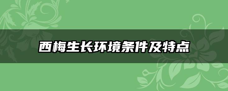 西梅生长环境条件及特点