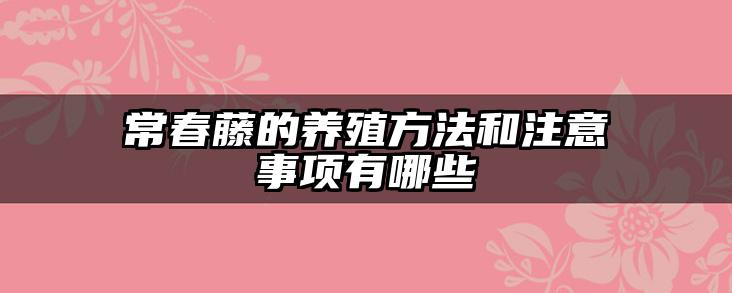 常春藤的养殖方法和注意事项有哪些