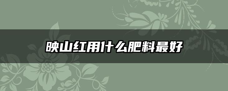 映山红用什么肥料最好