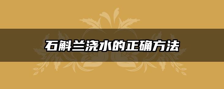 石斛兰浇水的正确方法