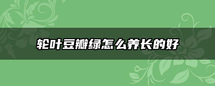 轮叶豆瓣绿怎么养长的好