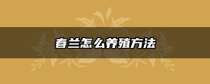 春兰怎么养殖方法