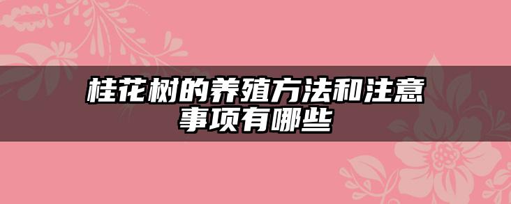 桂花树的养殖方法和注意事项有哪些