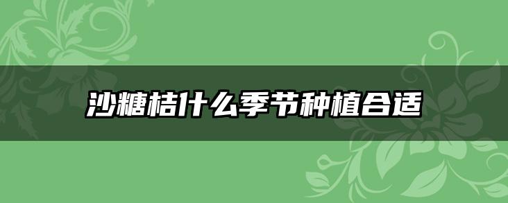 沙糖桔什么季节种植合适
