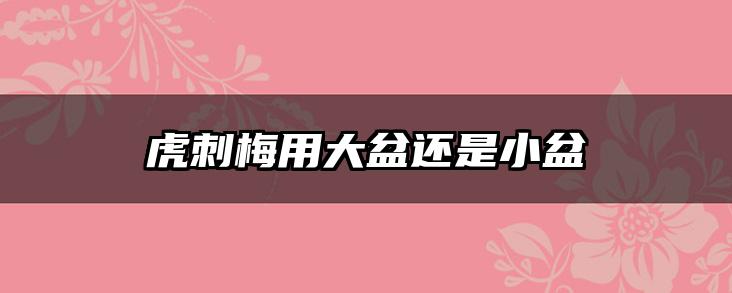 虎刺梅用大盆还是小盆