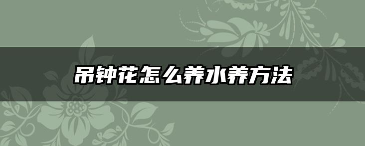 吊钟花怎么养水养方法