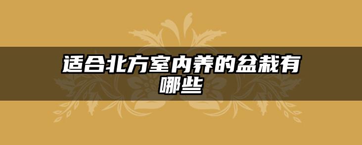 适合北方室内养的盆栽有哪些