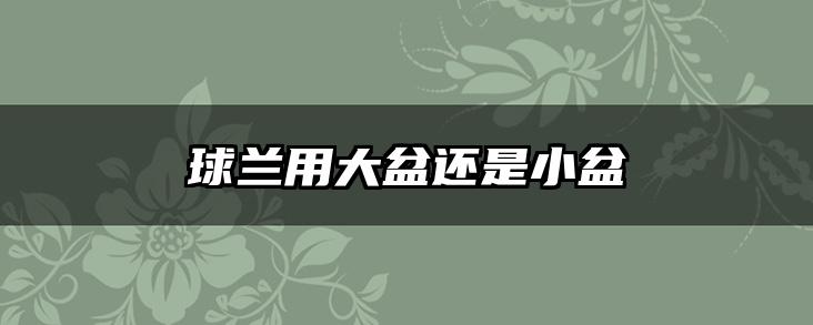 球兰用大盆还是小盆