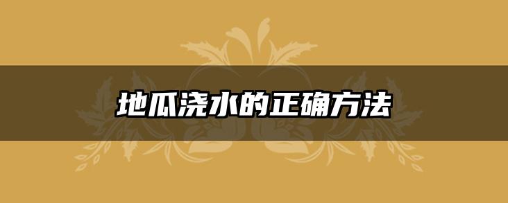 地瓜浇水的正确方法