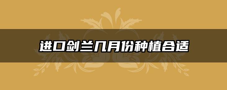 进口剑兰几月份种植合适