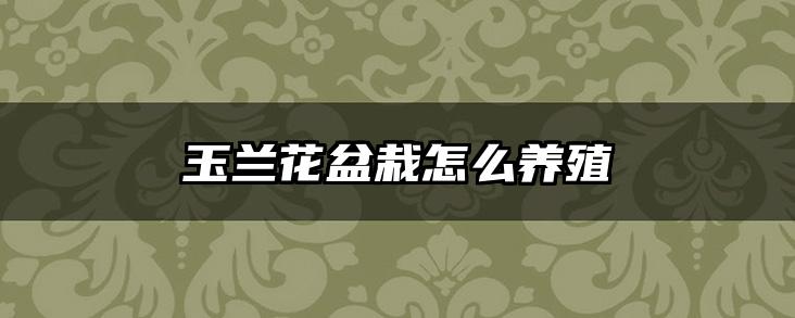 玉兰花盆栽怎么养殖