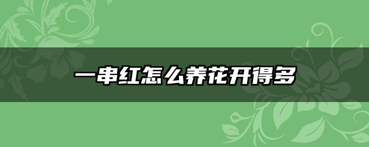 一串红怎么养花开得多