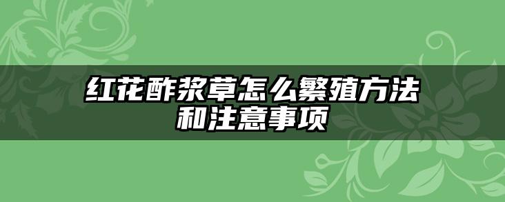 红花酢浆草怎么繁殖方法和注意事项
