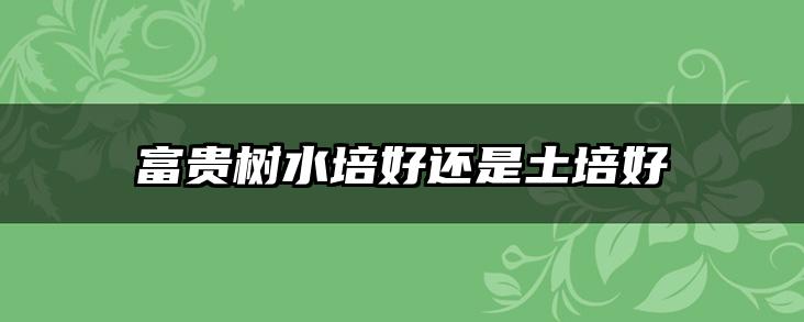 富贵树水培好还是土培好