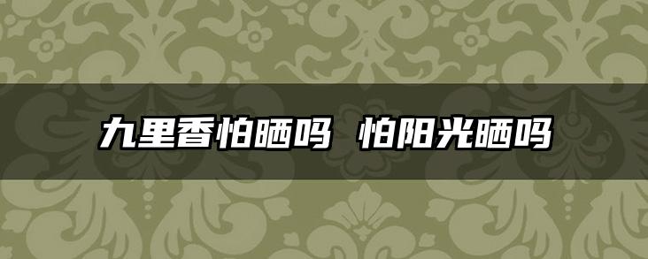 九里香怕晒吗 怕阳光晒吗