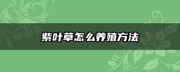 紫叶草怎么养殖方法