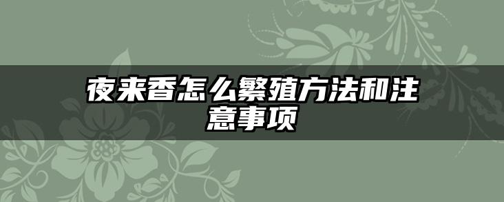 夜来香怎么繁殖方法和注意事项