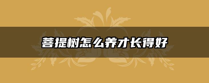 菩提树怎么养才长得好