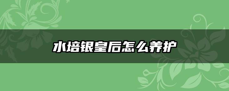 水培银皇后怎么养护