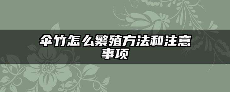 伞竹怎么繁殖方法和注意事项