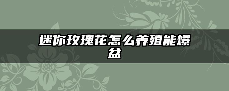 迷你玫瑰花怎么养殖能爆盆