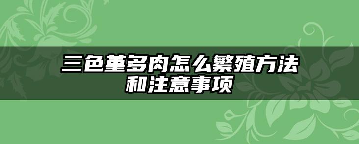 三色堇多肉怎么繁殖方法和注意事项