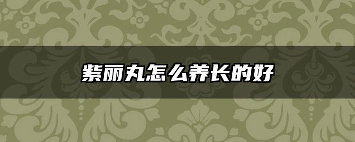 紫丽丸怎么养长的好