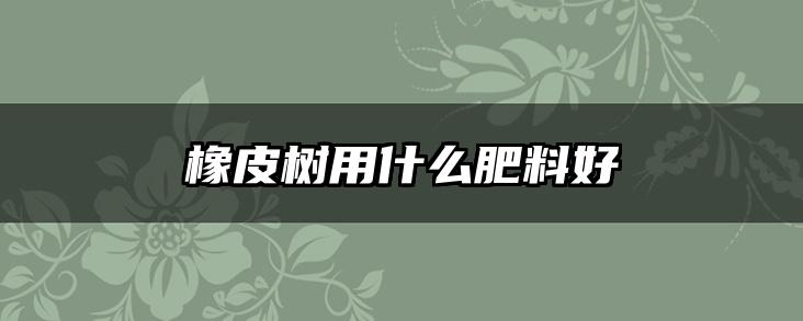 橡皮树用什么肥料好