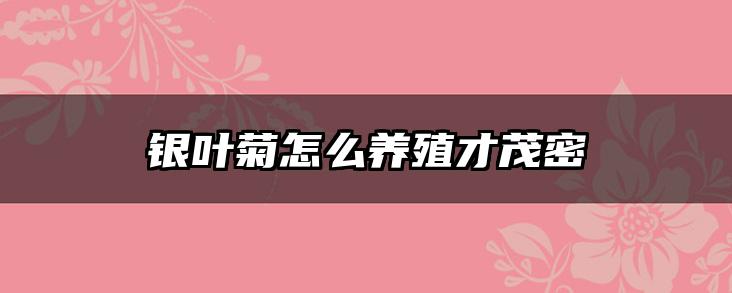银叶菊怎么养殖才茂密