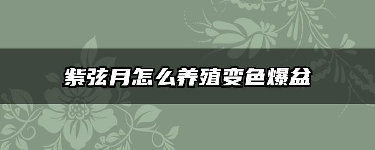 紫弦月怎么养殖变色爆盆