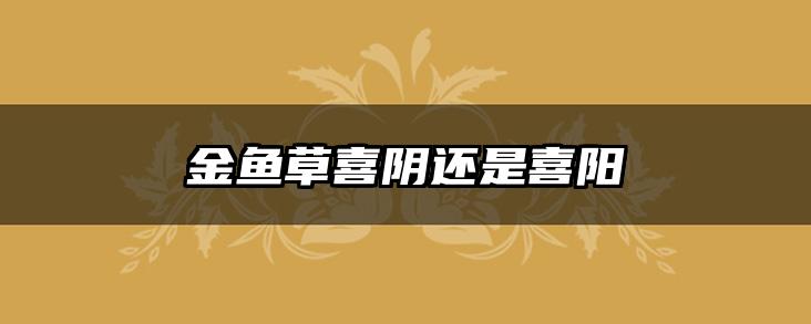 金鱼草喜阴还是喜阳
