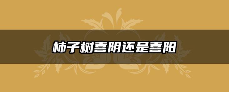 柿子树喜阴还是喜阳