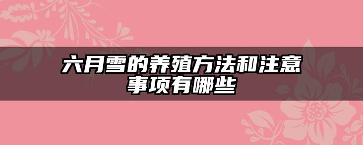 六月雪的养殖方法和注意事项有哪些