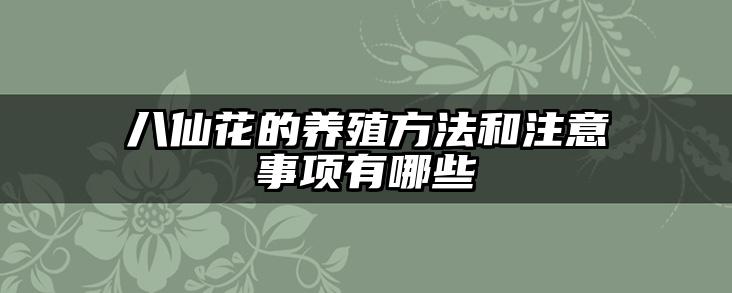 八仙花的养殖方法和注意事项有哪些