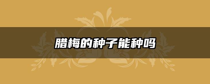 腊梅的种子能种吗