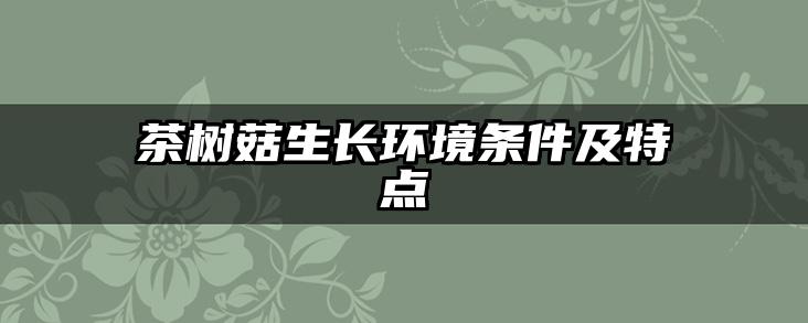 茶树菇生长环境条件及特点