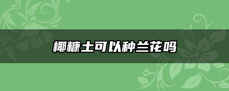 椰糠土可以种兰花吗