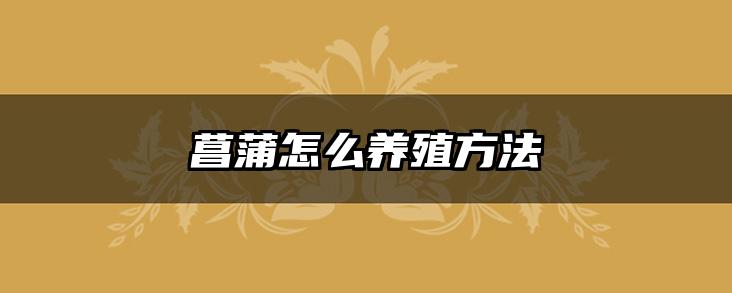 菖蒲怎么养殖方法