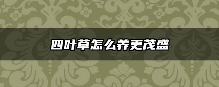 四叶草怎么养更茂盛