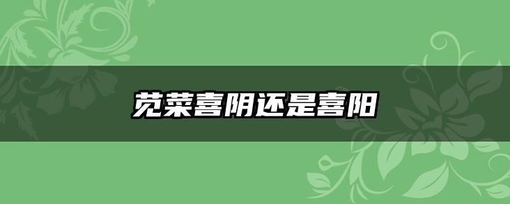 苋菜喜阴还是喜阳