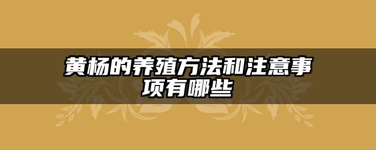 黄杨的养殖方法和注意事项有哪些