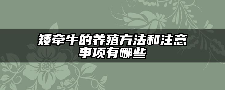 矮牵牛的养殖方法和注意事项有哪些