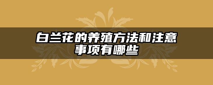 白兰花的养殖方法和注意事项有哪些