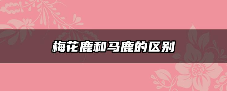 梅花鹿和马鹿的区别