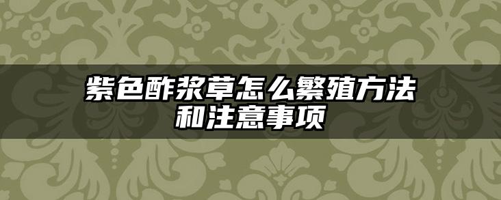 紫色酢浆草怎么繁殖方法和注意事项