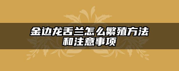 金边龙舌兰怎么繁殖方法和注意事项