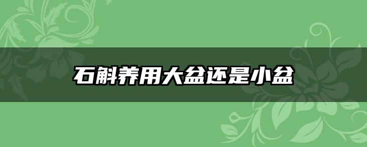 石斛养用大盆还是小盆