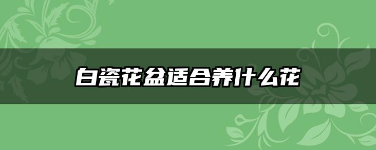 白瓷花盆适合养什么花
